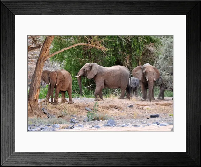 Framed Print : African Bush Elephant or Savanna Elephant (Loxodonta africana) walking in the dry Ugab river, Damaraland, Namibia, Afrika Framed Print : African Bush Elephant or Savanna Elephant (Loxodonta africana) walking in the dry Ugab river, Damaraland, Namibia, Afrika
