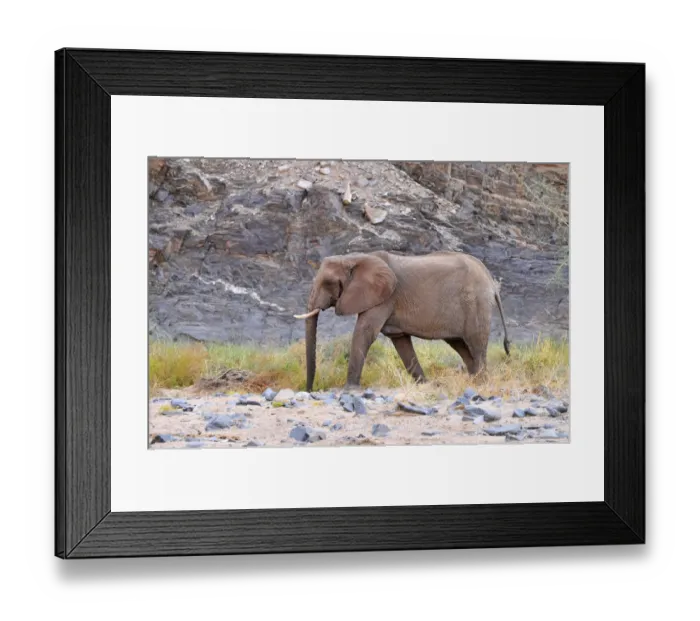Framed Print : African Bush Elephant or Savanna Elephant (Loxodonta africana) walking in the dry Ugab river, Damaraland, Namibia, Africa Framed Print : African Bush Elephant or Savanna Elephant (Loxodonta africana) walking in the dry Ugab river, Damaraland, Namibia, Africa