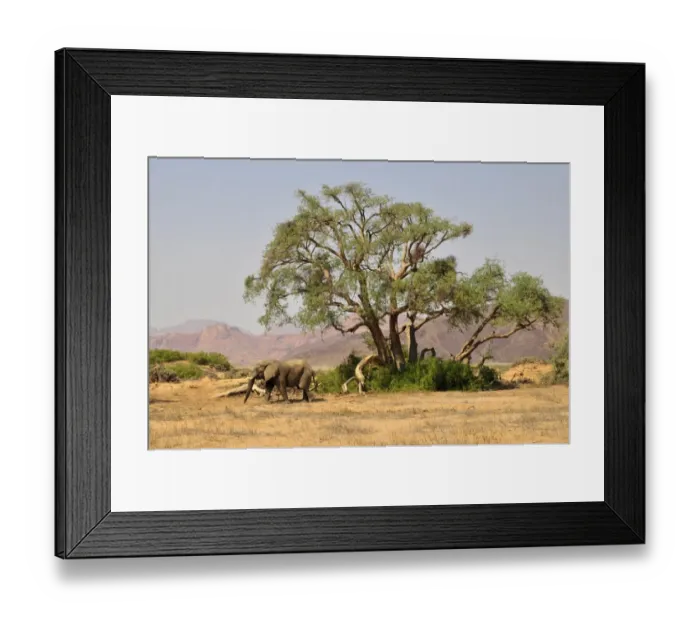 Framed Print : African Bush Elephant or Savanna Elephant (Loxodonta africana), walking in the dry Huab river, Damaraland, Namibia, Africa Framed Print : African Bush Elephant or Savanna Elephant (Loxodonta africana), walking in the dry Huab river, Damaraland, Namibia, Africa
