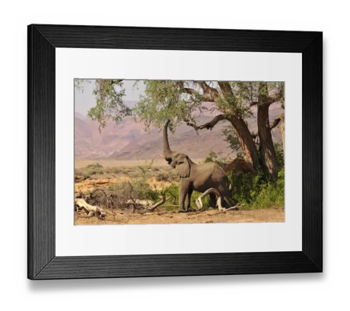 Framed Print : African Bush Elephant or Savanna Elephant (Loxodonta africana) standing in the dry Huab river, Damaraland, Nambia, Africa Framed Print : African Bush Elephant or Savanna Elephant (Loxodonta africana) standing in the dry Huab river, Damaraland, Nambia, Africa