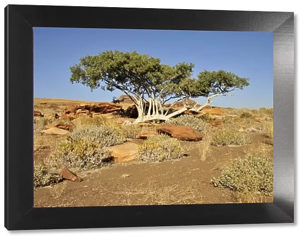 Witgatboom, Matoppie or Shepherds Tree (Boscia albitrunca), Mik Mountains, Damaraland, Namibia, Africa