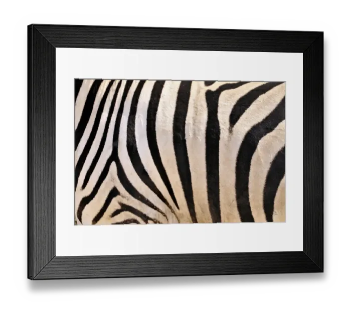 Framed Print : Fur coat of a Plains Zebras (Equus quagga), Etosha National Park, Namibia, Africa Framed Print : Fur coat of a Plains Zebras (Equus quagga), Etosha National Park, Namibia, Africa