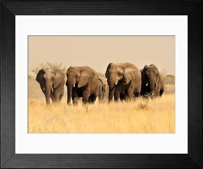Framed Print : African Bush Elephants (Loxodonta africana) in the high grass of the Etosha National Park, Namibia, Africa Framed Print : African Bush Elephants (Loxodonta africana) in the high grass of the Etosha National Park, Namibia, Africa