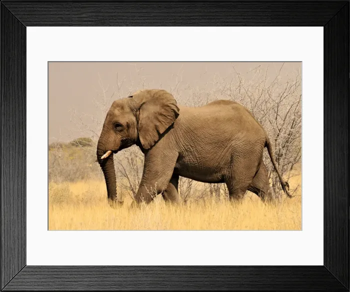 Framed Print : African Bush Elephant (Loxodonta africana) in the high grass of the Etosha National Park, Namibia, Africa Framed Print : African Bush Elephant (Loxodonta africana) in the high grass of the Etosha National Park, Namibia, Africa