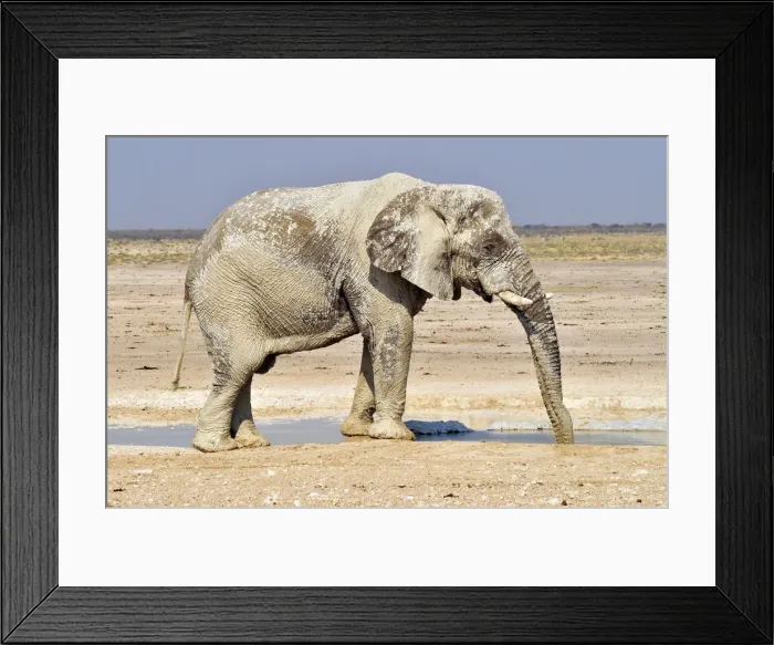 Framed Print : African Bush Elephant (Loxodonta africana), bull drinking at Nebrowni waterhole, Etosha National Park, Namibia, Africa Framed Print : African Bush Elephant (Loxodonta africana), bull drinking at Nebrowni waterhole, Etosha National Park, Namibia, Africa