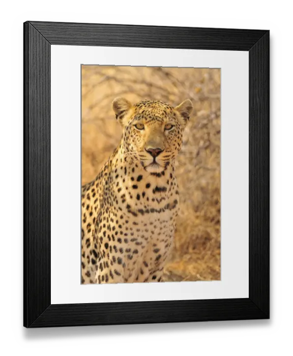 Framed Print : Leopard (Panthera pardus), Etosha National Park, Namibia, Africa Framed Print : Leopard (Panthera pardus), Etosha National Park, Namibia, Africa