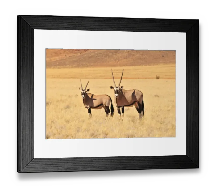 Framed Print : Gemsboks (Oryx gazella) in the high grass of the Namib Rand Nature Reserve, Namib Desert, Namibia, Africa Framed Print : Gemsboks (Oryx gazella) in the high grass of the Namib Rand Nature Reserve, Namib Desert, Namibia, Africa