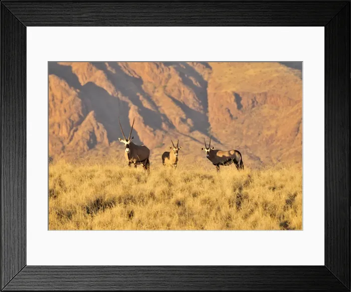 Framed Print : Gemsbok or gemsbuck (Oryx gazella) in the high grass of the Namib Rand Nature Reserve, Namib Desert, Namibia, Africa