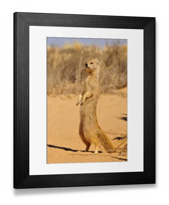 Framed Print : Yellow Mongoose (Cynictis penicillata), Kgalagadi Transfrontier Park, Kalahari, South Africa, Africa Framed Print : Yellow Mongoose (Cynictis penicillata), Kgalagadi Transfrontier Park, Kalahari, South Africa, Africa