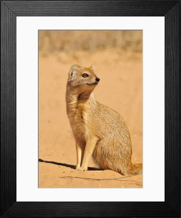 Framed Print : Yellow Mongoose (Cynictis penicillata), Kgalagadi Transfrontier Park, Kalahari, South Africa, Africa
