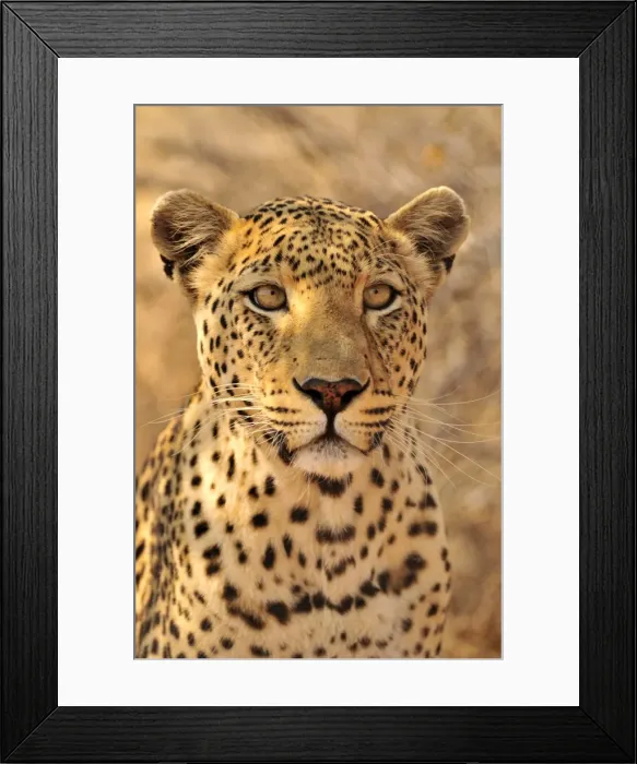 Framed Print : Leopard (Panthera pardus) in the Kgalagadi Transfrontier Park, Kalahari, South Africa, Africa Framed Print : Leopard (Panthera pardus) in the Kgalagadi Transfrontier Park, Kalahari, South Africa, Africa