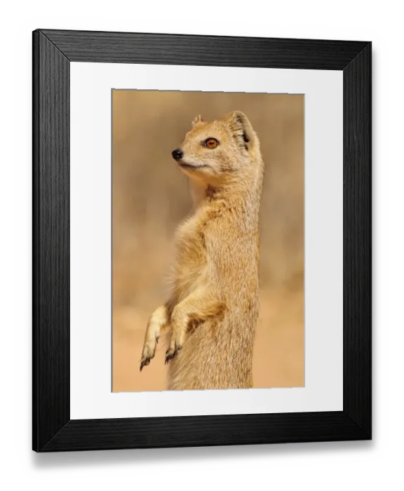 Framed Print : Yellow Mongoose (Cynictis penicillata), Kgalagadi Transfrontier Park, Kalahari, South Africa, Africa Framed Print : Yellow Mongoose (Cynictis penicillata), Kgalagadi Transfrontier Park, Kalahari, South Africa, Africa