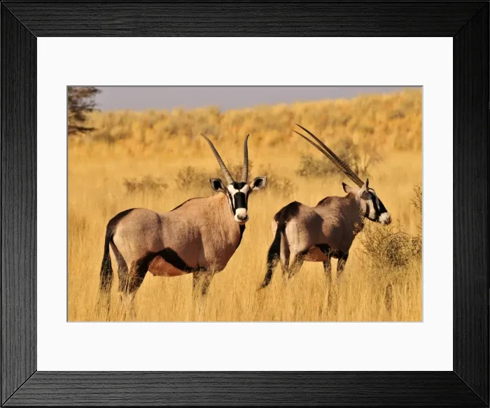 Framed Print : Oryx or Gemsbok (Oryx gazella) in the high grass of the Kgalagadi Transfrontier Park, Kalahari, South Africa, Africa Framed Print : Oryx or Gemsbok (Oryx gazella) in the high grass of the Kgalagadi Transfrontier Park, Kalahari, South Africa, Africa