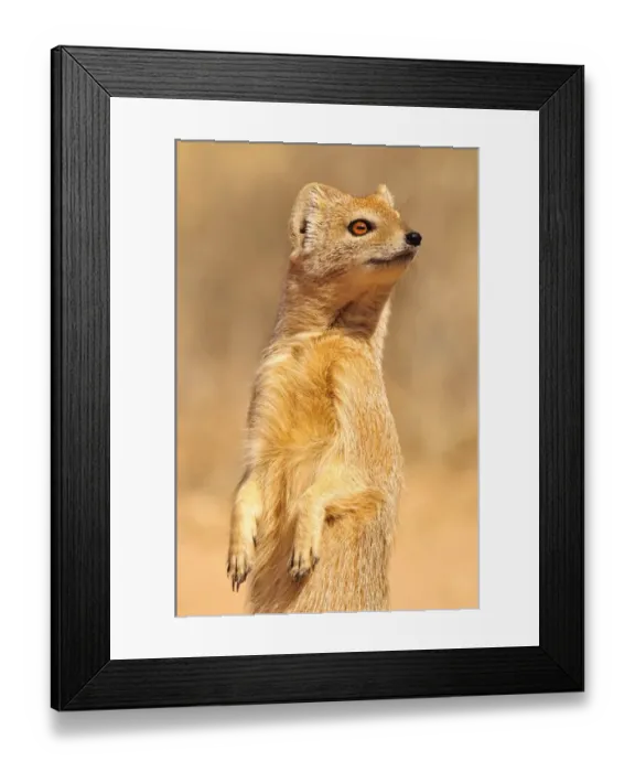 Framed Print : Yellow Mongoose (Cynictis penicillata), Kgalagadi Transfrontier Park, Kalahari, South Africa, Africa Framed Print : Yellow Mongoose (Cynictis penicillata), Kgalagadi Transfrontier Park, Kalahari, South Africa, Africa