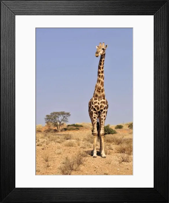 Framed Print : Giraffe (Giraffa camelopardalis) in the Kgalagadi Transfrontier Park, Kalahari, South Africa, Africa Framed Print : Giraffe (Giraffa camelopardalis) in the Kgalagadi Transfrontier Park, Kalahari, South Africa, Africa