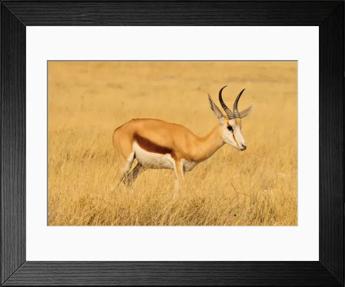 Framed Print : Springbok (Antidorcas marsupialis) in the high grass of the Kgalagadi Transfrontier Park, Kalahari, South Africa, Africa Framed Print : Springbok (Antidorcas marsupialis) in the high grass of the Kgalagadi Transfrontier Park, Kalahari, South Africa, Africa