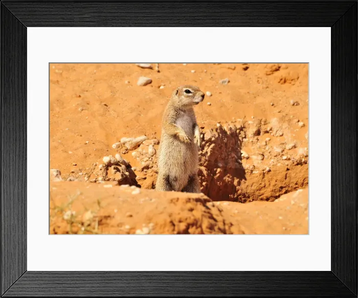 Framed Print : Cape Ground Squirrel (Xerus inauris) in the Kgalagadi Transfrontier Park, Kalahari, South Africa, Africa Framed Print : Cape Ground Squirrel (Xerus inauris) in the Kgalagadi Transfrontier Park, Kalahari, South Africa, Africa