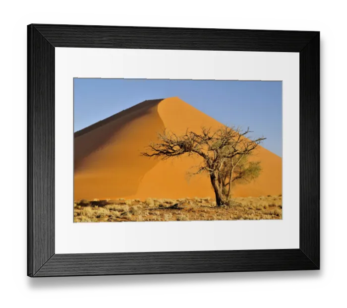 Framed Print : Acacia at the foot of a dune near Sossusvlei, Namib Desert, Namib Naukluft Park, Namibia, Africa
