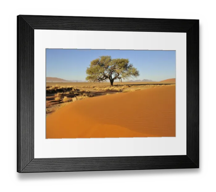 Framed Print : Acacia at the foot of a dune near Sossusvlei, Namib Desert, Namib Naukluft Park, Namibia, Africa Framed Print : Acacia at the foot of a dune near Sossusvlei, Namib Desert, Namib Naukluft Park, Namibia, Africa