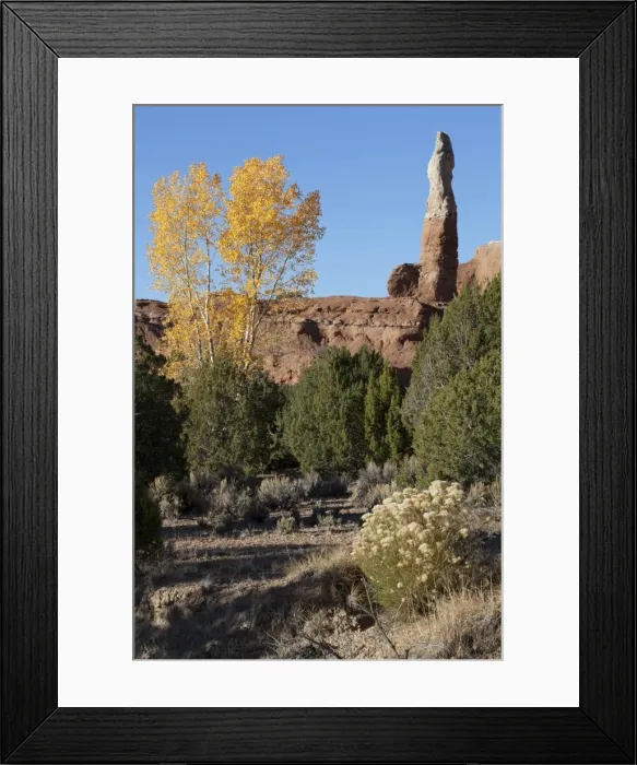 Framed Print : Cottonwood Tree Cottonwood Canyon Road, Utah, USA, America Framed Print : Cottonwood Tree Cottonwood Canyon Road, Utah, USA, America