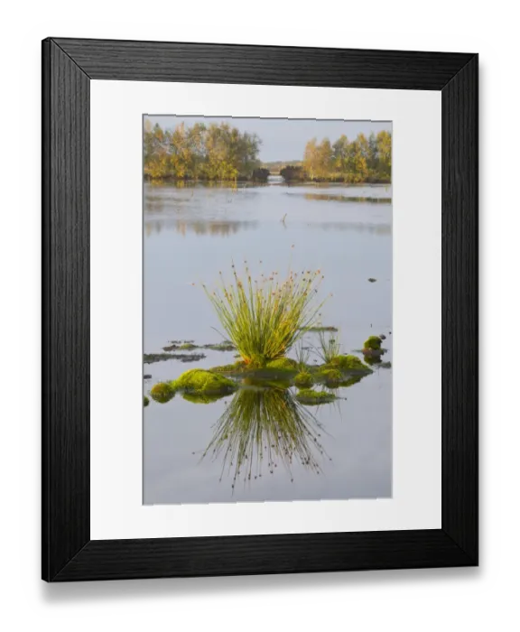 Framed Print : Soft Rush (Juncus effusus), Bourtanger Moor-Bargerveen International Nature Park, Netherlands, Europe Framed Print : Soft Rush (Juncus effusus), Bourtanger Moor-Bargerveen International Nature Park, Netherlands, Europe