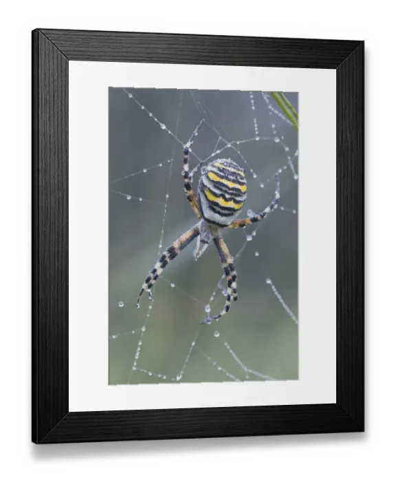 Framed Print : Wasp spider (Argiope bruennichi) Framed Print : Wasp spider (Argiope bruennichi)