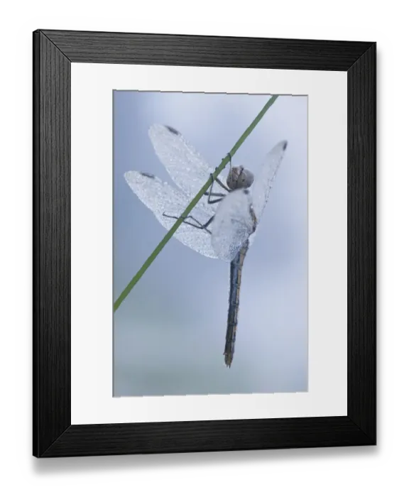 Framed Print : Black Darter or Black Meadowhawk (Sympetrum danae) Framed Print : Black Darter or Black Meadowhawk (Sympetrum danae)