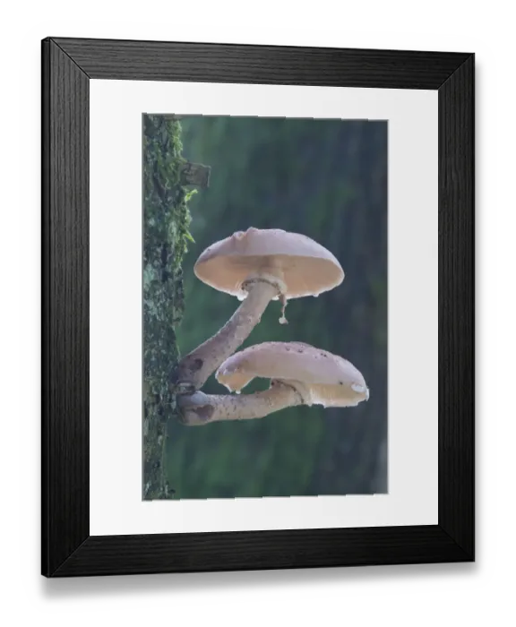 Framed Print : Honey fungus (Armillaria mellea) Framed Print : Honey fungus (Armillaria mellea)
