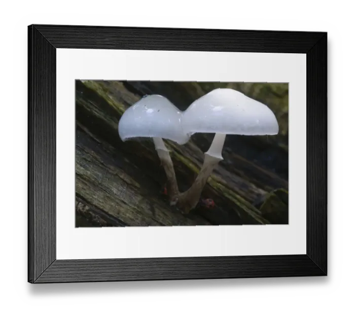 Framed Print : Oudemansiella fungus (Oudemansiella mucida) Framed Print : Oudemansiella fungus (Oudemansiella mucida)