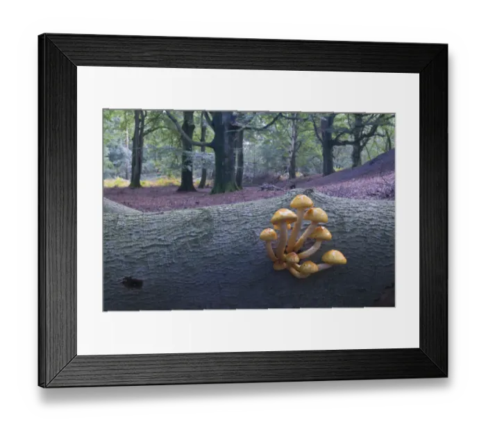 Framed Print : Golden Pholiota (Pholiota aurivella), Tinner Loh, Emsland, Lower Saxony, Germany, Europe