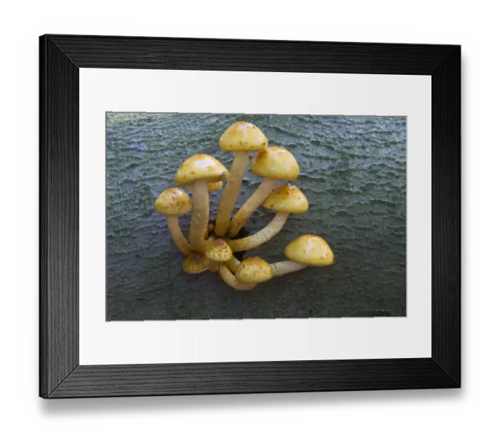 Framed Print : Golden Pholiota (Pholiota aurivella)