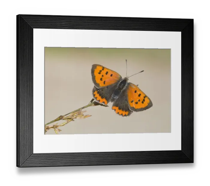 Framed Print : Small Copper (Lycaena phlaeas) Framed Print : Small Copper (Lycaena phlaeas)
