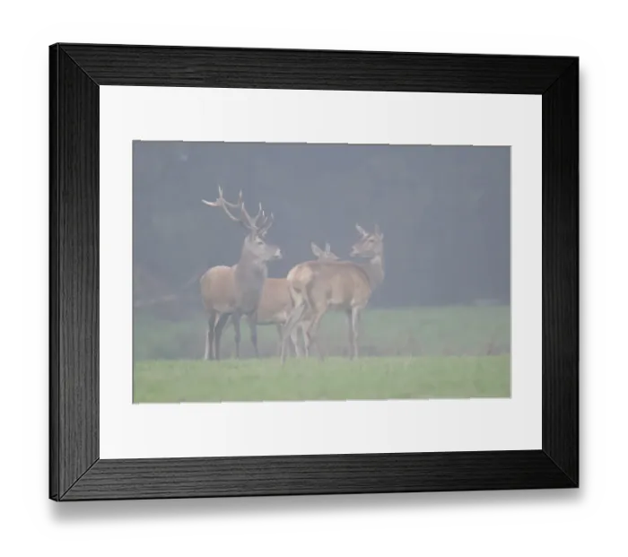 Framed Print : Red deer (Cervus elaphus) Framed Print : Red deer (Cervus elaphus)