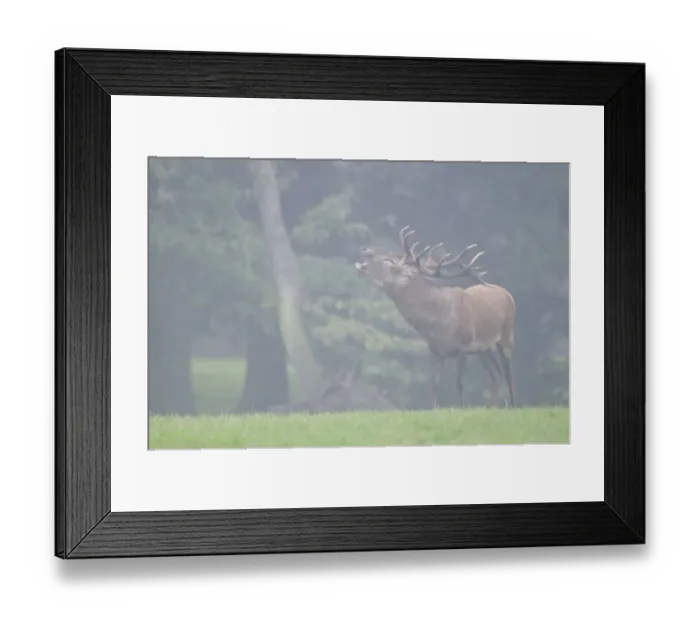 Framed Print : Red deer (Cervus elaphus) rutting Framed Print : Red deer (Cervus elaphus) rutting