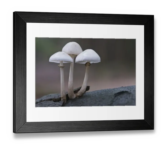 Framed Print : Oudemansiella fungus (Oudemansiella mucida) Framed Print : Oudemansiella fungus (Oudemansiella mucida)