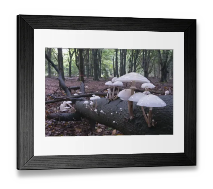 Framed Print : Oudemansiella fungus (Oudemansiella mucida), Tinner Loh, Emsland, Lower Saxony, Germany, Europe Framed Print : Oudemansiella fungus (Oudemansiella mucida), Tinner Loh, Emsland, Lower Saxony, Germany, Europe