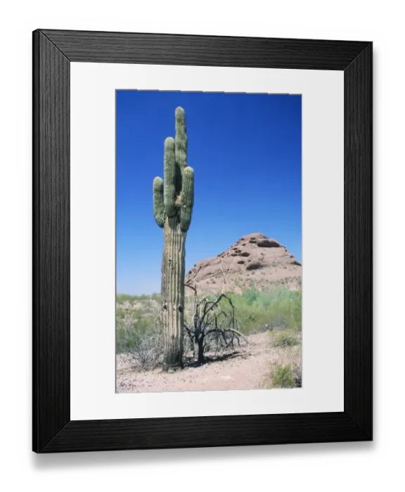 Framed Print : Saguaro cactus (Carnegiea gigantea), Arizona, USA, America