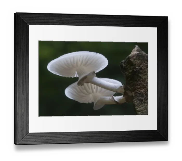 Framed Print : Porcelain Mushroom or Porcelain Fungus (Oudemansiella mucida) Framed Print : Porcelain Mushroom or Porcelain Fungus (Oudemansiella mucida)