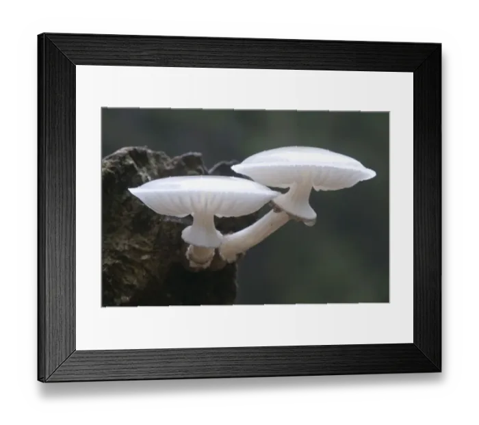 Framed Print : Porcelain Mushroom or Porcelain Fungus (Oudemansiella mucida) Framed Print : Porcelain Mushroom or Porcelain Fungus (Oudemansiella mucida)