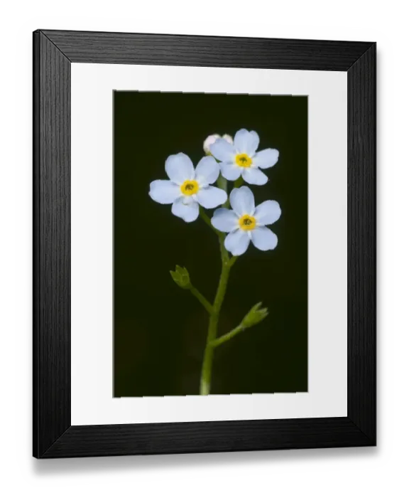 Framed Print : Water Forget-me-not or True Forget-me-not (Myosotis palustris) Framed Print : Water Forget-me-not or True Forget-me-not (Myosotis palustris)