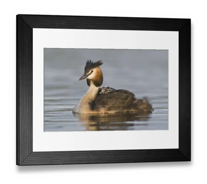 Framed Print : Great Crested Grebe (Podiceps cristatus) with chick on back