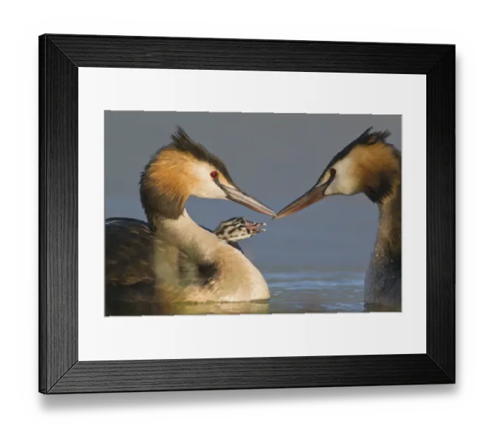 Framed Print : Great Crested Grebe (Podiceps cristatus) feeding chick