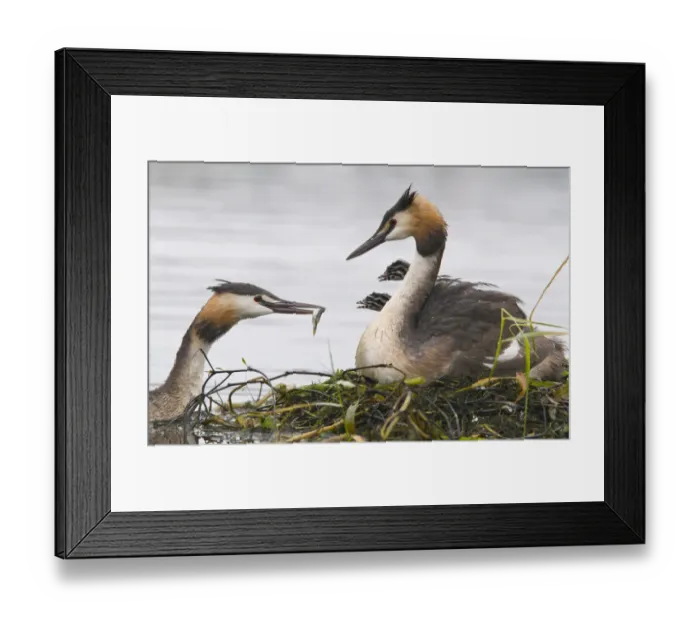 Framed Print : Great Crested Grebe (Podiceps cristatus) feeding chicks Framed Print : Great Crested Grebe (Podiceps cristatus) feeding chicks