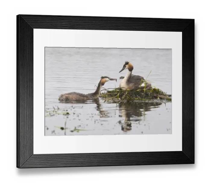 Framed Print : Great Crested Grebe (Podiceps cristatus) feeding chick