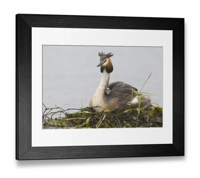 Framed Print : Great Crested Grebe (Podiceps cristatus) with chick on back Framed Print : Great Crested Grebe (Podiceps cristatus) with chick on back