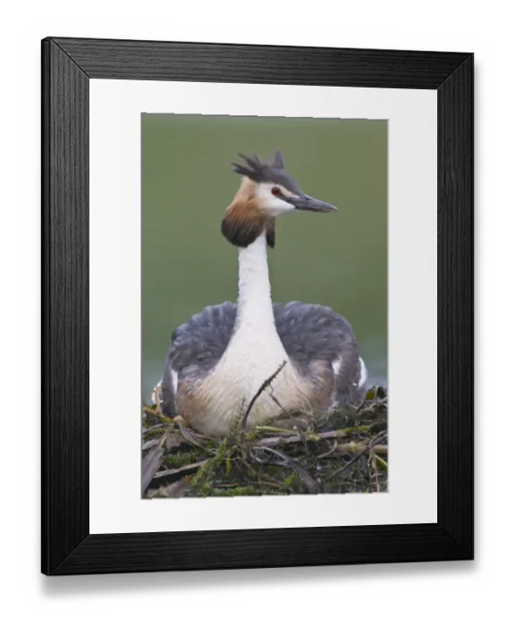 Framed Print : Great Crested Grebe (Podiceps cristatus) Framed Print : Great Crested Grebe (Podiceps cristatus)