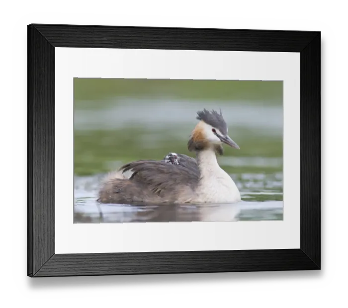 Framed Print : Great Crested Grebe (Podiceps cristatus) with chick on back Framed Print : Great Crested Grebe (Podiceps cristatus) with chick on back
