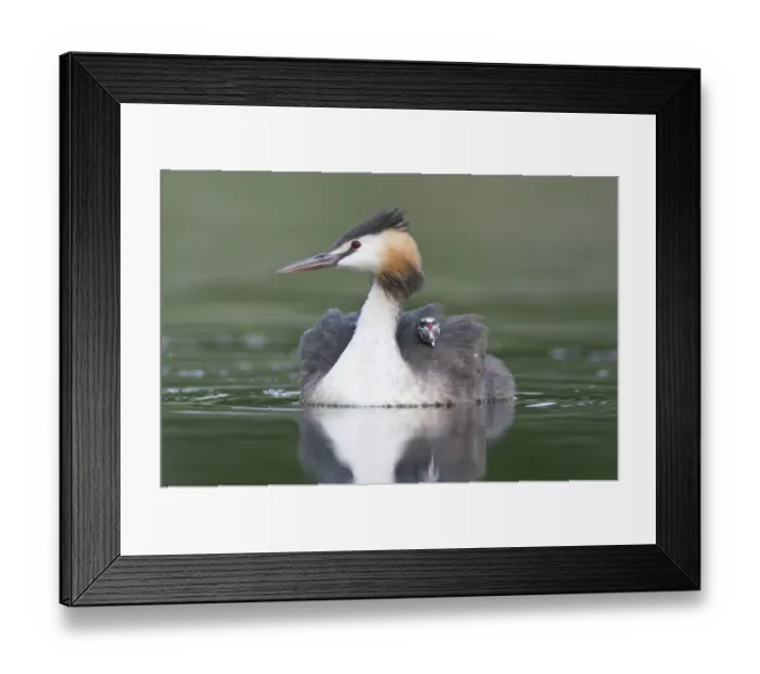 Framed Print : Great Crested Grebe (Podiceps cristatus) with chick on back