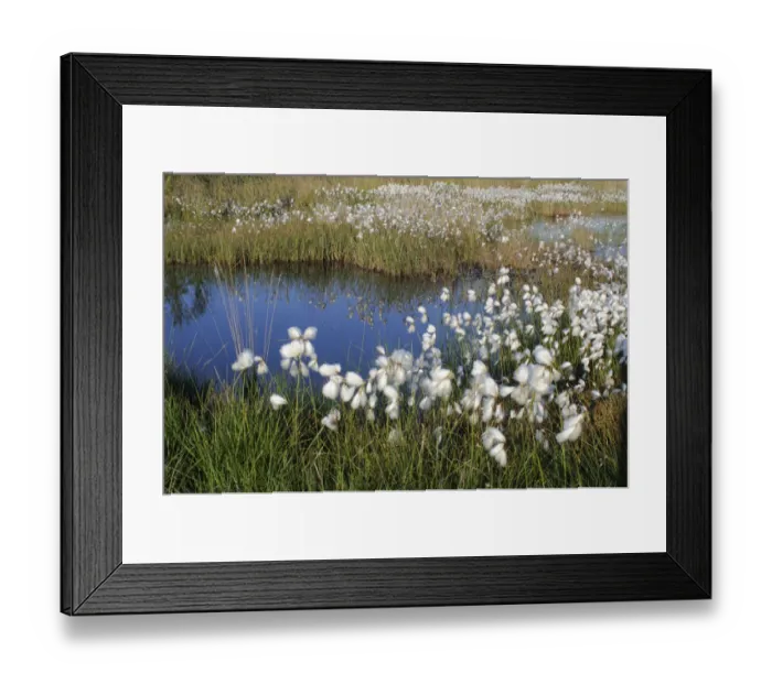 Framed Print : Cottongrass (Eriophorum angustifolium)
