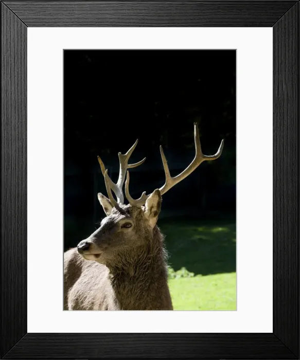 Framed Print : Red deer (Cervus elaphus), stag, Steinwasenpark in Freiburg im Breisgau, Baden-Wuerttemberg, Germany, Europe Framed Print : Red deer (Cervus elaphus), stag, Steinwasenpark in Freiburg im Breisgau, Baden-Wuerttemberg, Germany, Europe